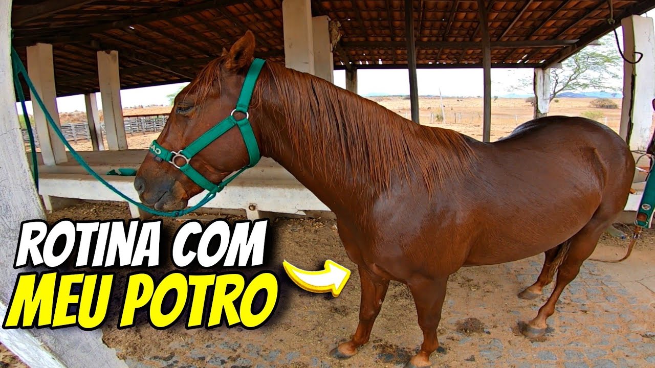 ROTINA COM MEU POTRO QUARTO DE MILHA | O DIA DIA DO VAQUEIRO.