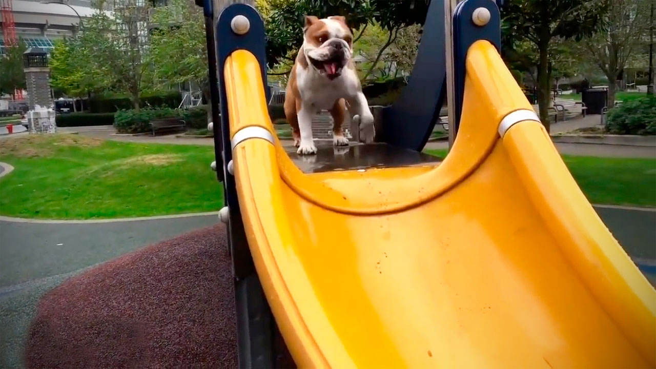 Cute Dogs At The Playground 🐶 [Funny Pets] YouTube