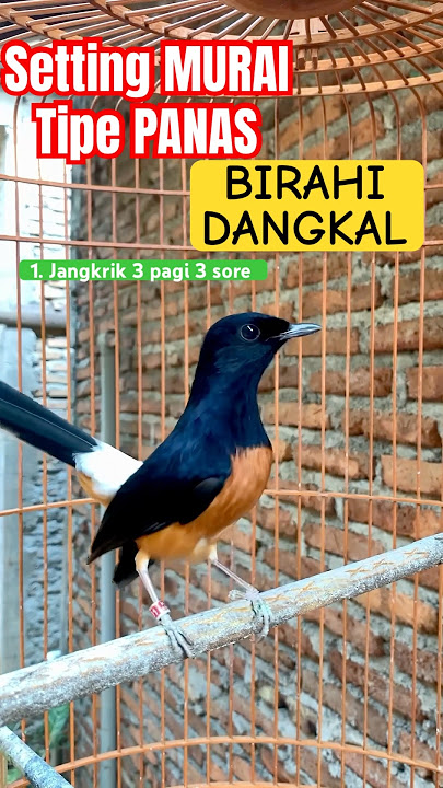 DIJAMIN MAIN ENAK… SETTING MURAI TIPE PANAS BIRAHI DANGKAL #muraibatu