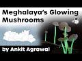 Glowing Mushroom Species discovered in Meghalaya -  Why bioluminescent fungi glow in the dark? #UPSC