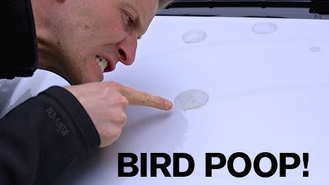 BEST TIP: Removing Bird Poop from your Paint!