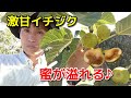 【イチジク】激甘イチジク♪ゴールドフィグ 秋果の1番果を収穫