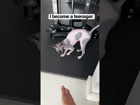 Teenage kitten. #sphynx #ทาสแมว #แมวไม่มีขน