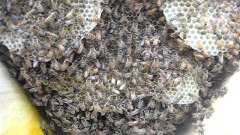Inside a Top-Bar Hive