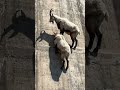 watch this two dangerous goats🐐😱 #wildlife #animals #nature