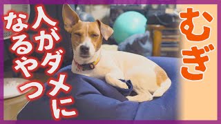 【わんこ】人をダメにするクッションにはまってしまったジャックラッセルテリアのむぎの巻【犬動画】