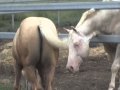 Three Stallions Meet Two Foals