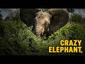 Crazy Young Elephant 🐘 What is he doing?? | Kruger National Park
