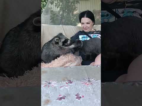#ямыилюша #помощьбездомнымживотным #raccoon