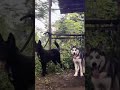 bener co di kejar anjing #jj #anjing #beranda