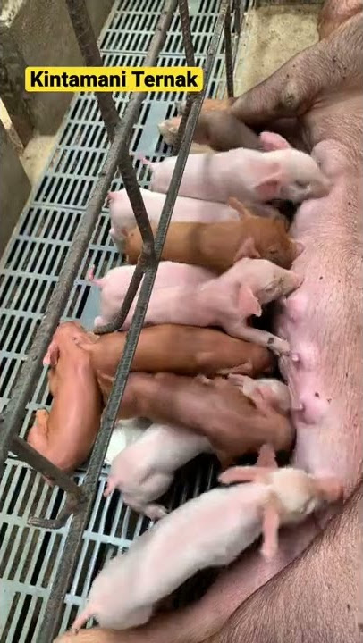 Cute new born piglets from Duroc sow | Anak babi kecil lagi nyusu lucu banget 😬
