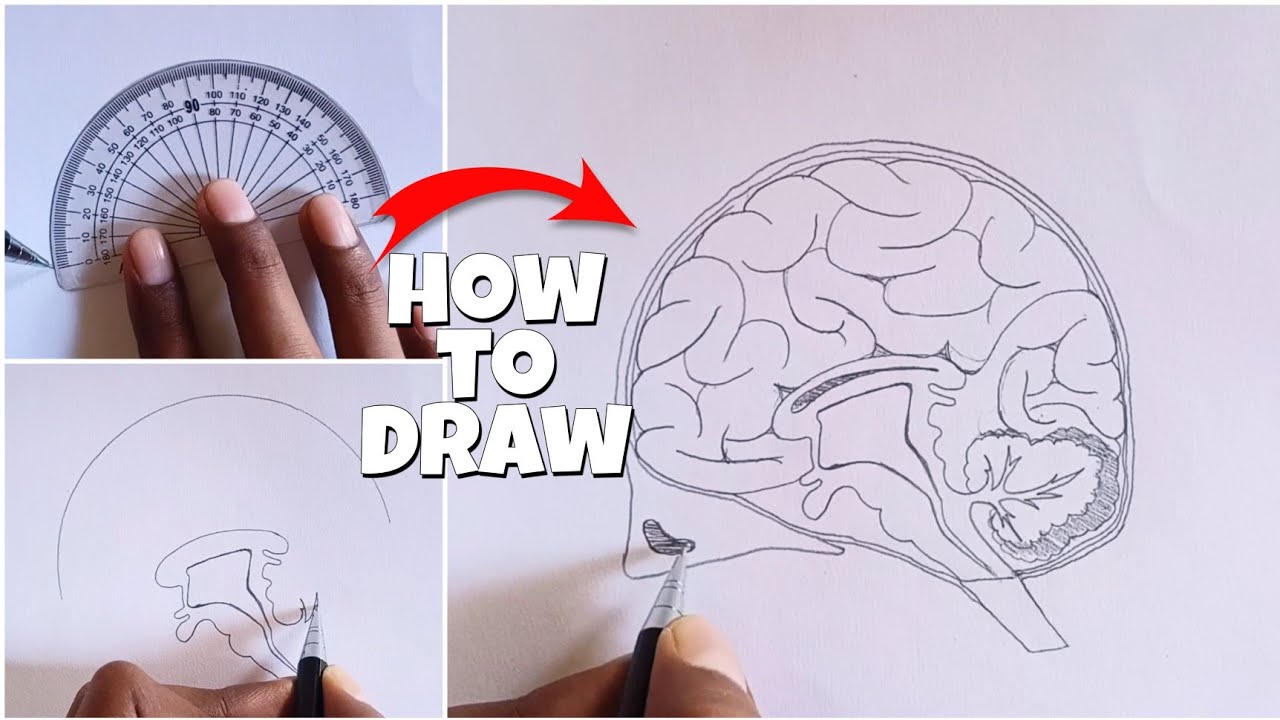 Draw a neat diagram of human brain and label medulla and carebellim write  the function of above mentioned - Brainly.in