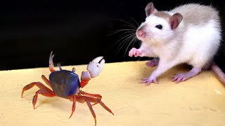 Что Будет Если Крыса Увидит Краба И Большого Шипящего Таракана? Как Крысы Спасают Человечество?