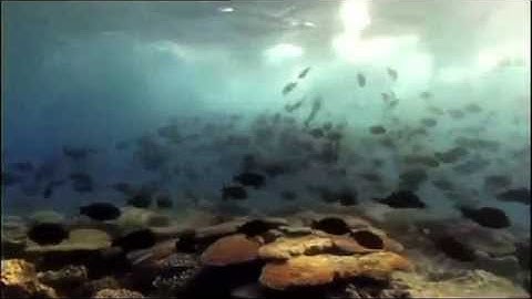 The true science behind Finding Nemo