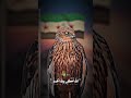 كبروا الله أكبر إنتصار الثورة السورية