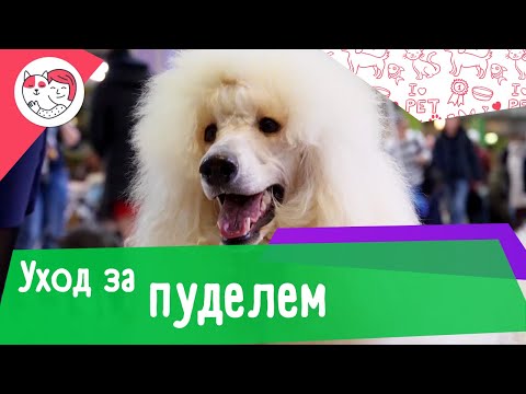 5 особенностей ухода за пуделем