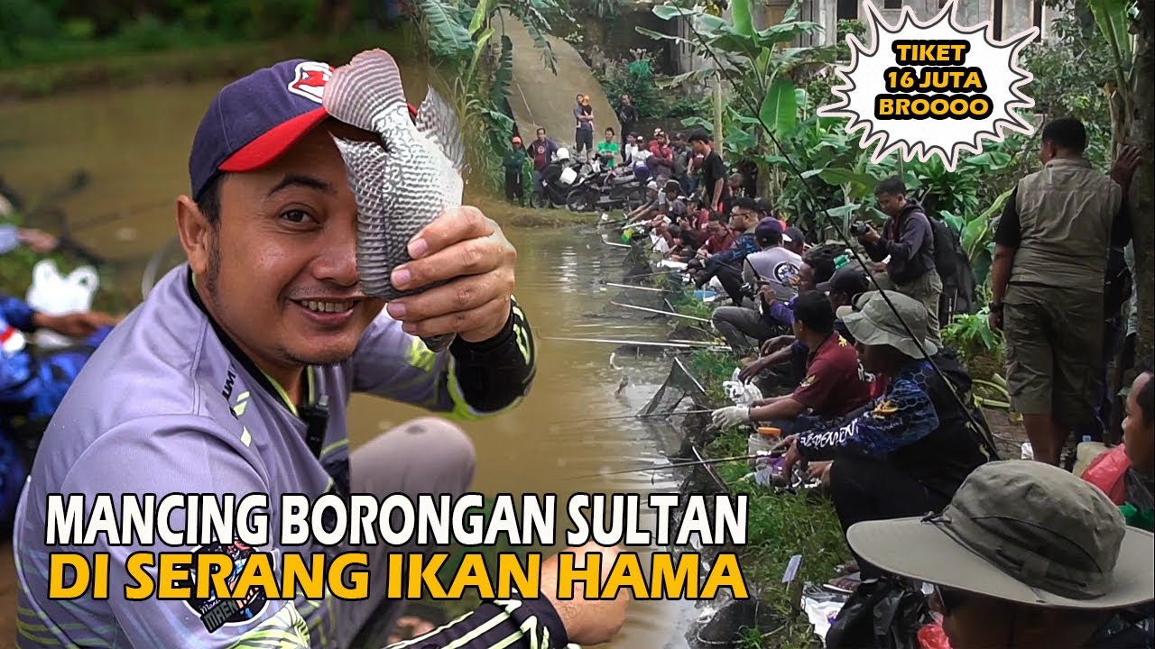 BORONGAN SULTAN JHON ❗❗ ORANG SIBUK NYARI GURAME ❗❗ INI MALAH NGAKALIN IKAN HAMA🤣🤣
