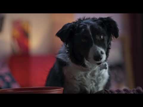 ΣΑΝ ΤΟΝ ΣΚΥΛΟ ΜΕ ΤΗ ΓΑΤΑ 3 ( Cats & Dogs 3) - Official Dubbed Trailer