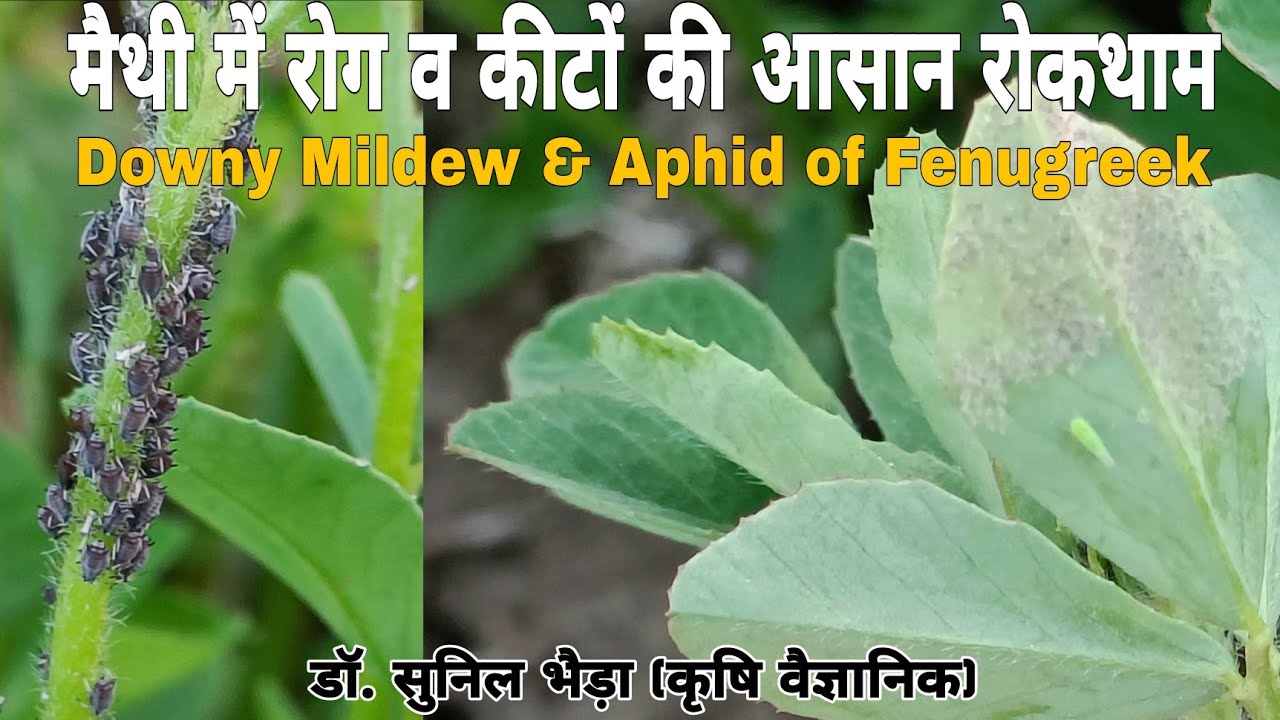 Fenugreek Downy Mildew Disease Symptoms and Control ! Fenugreek Aphid Control ! मैथी में कीट व