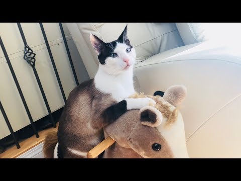 cute-cat-riding-toy-rocking-horse-video-funny!