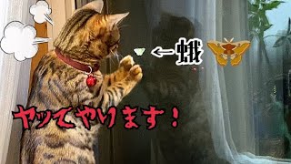 ベル様vs巨大蛾！全力で蛾に攻撃をしかけます！