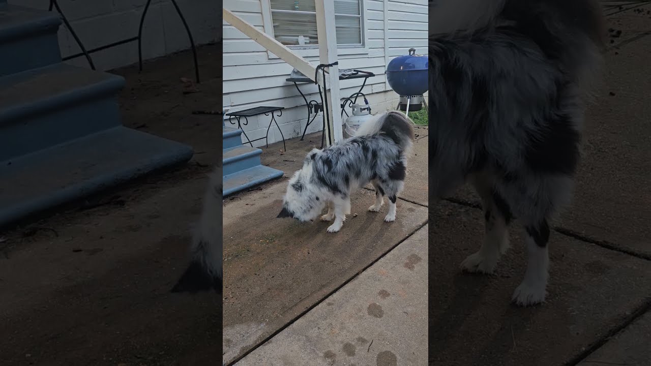 Lady The Aussie Can Spend An Hour Trying To Catch Water Drops Coming Off Roof 