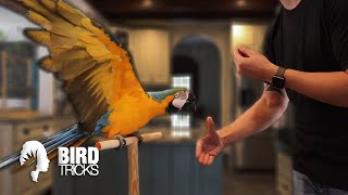 The Macaw Who HATES Hands!!! (Feat. MikeyMo)