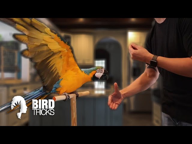 BirdTricks (@birdtricksofficial) • Instagram photos and videos