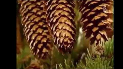 تلاوه رائعه  للشيخ عبد الباسط عبدالصمد    (يا اخت هارون ما كان ابوك امره سوء)