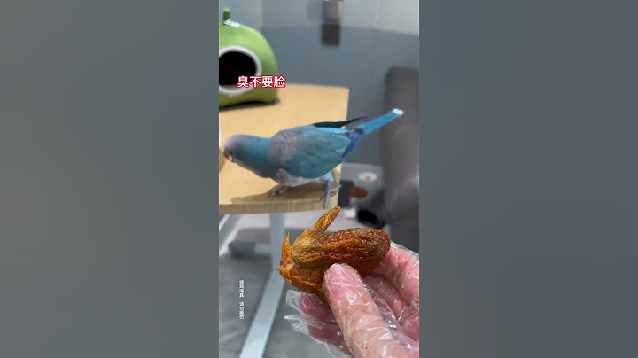 当我和小鸟玩心眼，胖胖的反击太可怕了!#小鸟互动 #搞笑 #pets #birds #parrot #animals #cute #funny #治愈#shorts