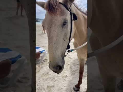 Horses eating ice