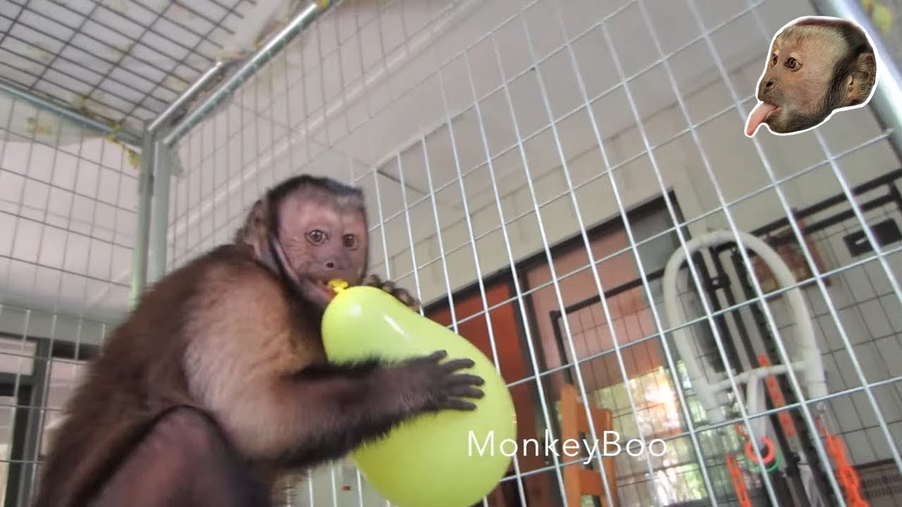Monkey Balloon Party!