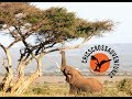 Addo tours  safaris with crisscross adventures 2017