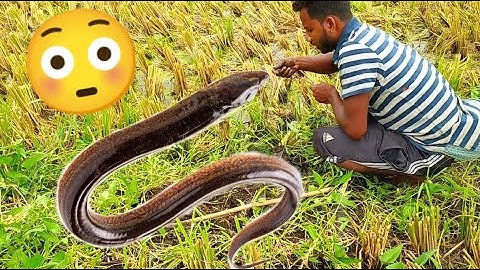Dangerous EEl Hole - How To Catch EEl Fish From Hole - Hook Fishing - Giant Eel VF fishing Viral ell