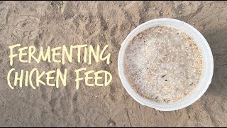 Why You Should Ferment Your Chicken Feed