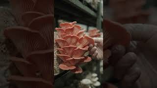 🍄 Inside a Professional Mushroom Plantation