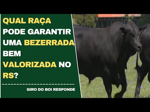 QUAL RAÇA PODE GARANTIR UM BEZERRADA BEM VALORIZADA NO RS?