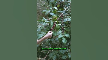 Tiny Ecosystems | Mind-Blowing Macro Nature Facts