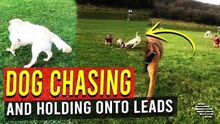 Dog on a Long Lead Swings Around a Boston Terrier as He Likes Chasing and Holding Onto Leads