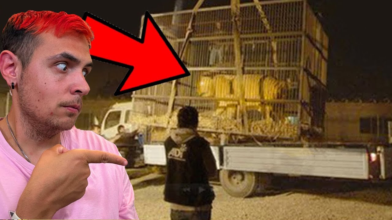 Ytrx 35 Animales Extintos Capturados por la Cámara - YouTube