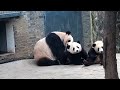 Madre panda gigante muestra emoción profunda a su bebé丨CCTV Español