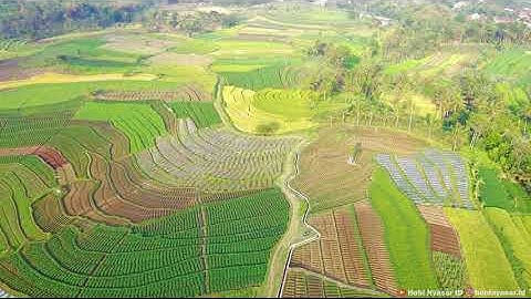 Indonesia Nature - Rice field Central Java Drone View 4k Relaxing Video