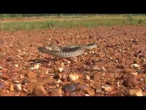 Bjørn Ormstad : Stimson`s python, Antaresia stimsoni orientalis