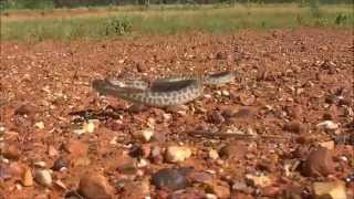Bjørn Ormstad : Stimson`s python, Antaresia stimsoni orientalis