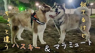 【31】超大型犬、マラミュートに出会う