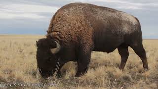 Massive Bison Bull Grazing Right Next To Me On Antelope Island @antelopeislandstatepark