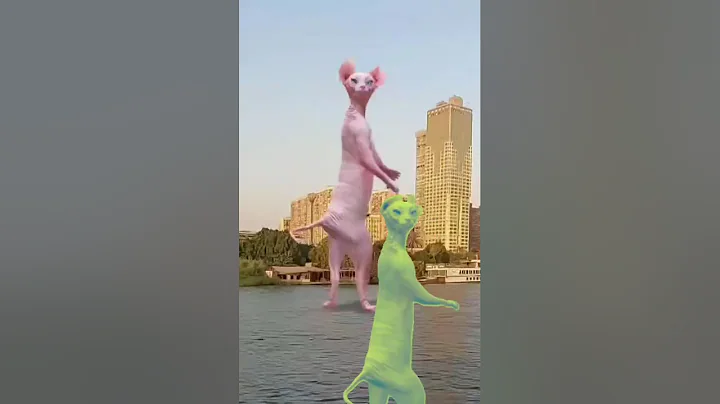 Video 10474091: sphynx cat meow, cat dance funny sphynx, sphynx cat cute dance, sphynx cat explore, sphynx cat living, sphynx cat enjoying, beautiful sphynx cat