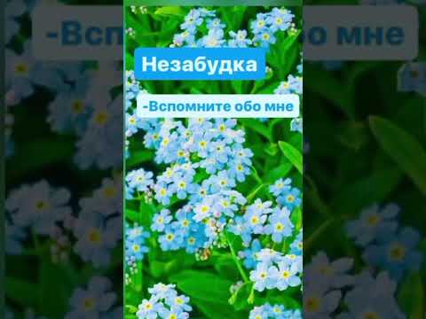 цветы в культуре разных народов