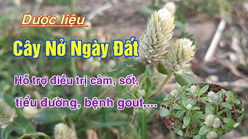 Cây Nở Ngày Đất trị bệnh gì? Tác dụng và cách dùng chữa bệnh tốt nhất| Hằng Lê HG85