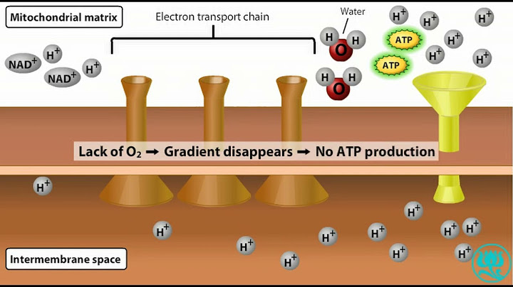 Chuỗi chuyền electron hô hấp tạo ra bao nhiêu atp năm 2024